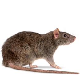 Raten